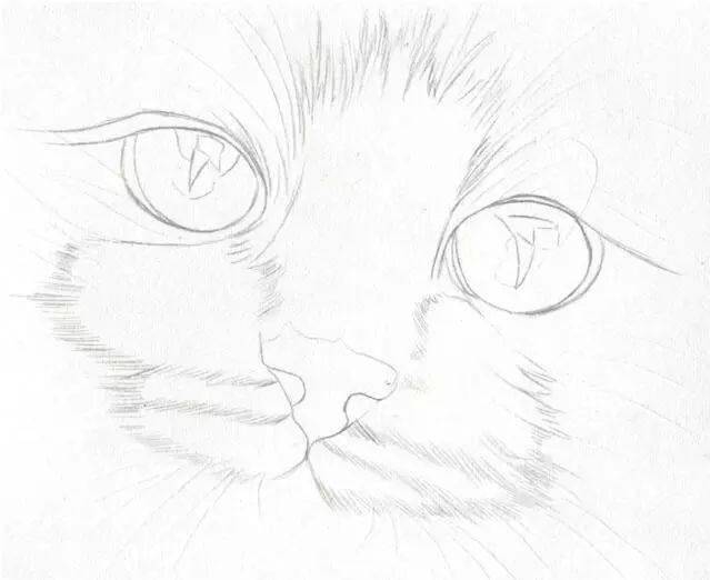 布偶猫的照片简笔画图片