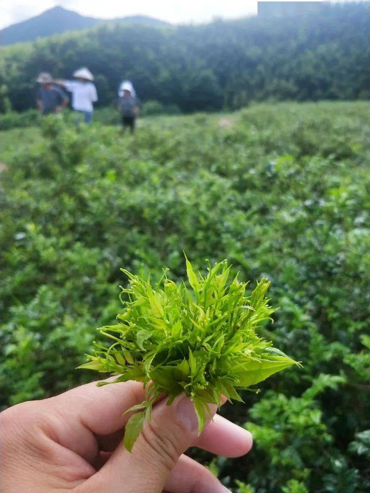 寻茶记沅陵莓茶基地