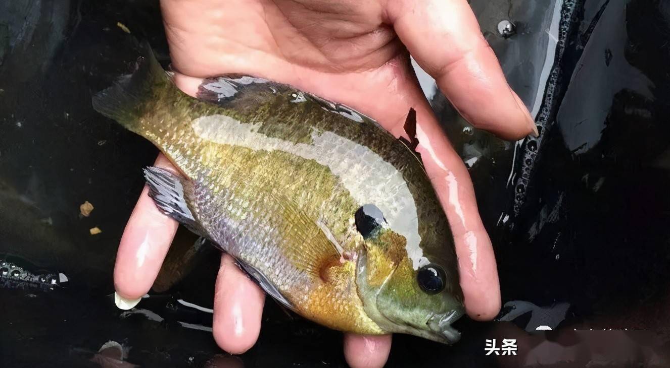 今年养这条鱼每亩能赚5-10万?食用,观赏,垂钓均可,你有兴趣吗