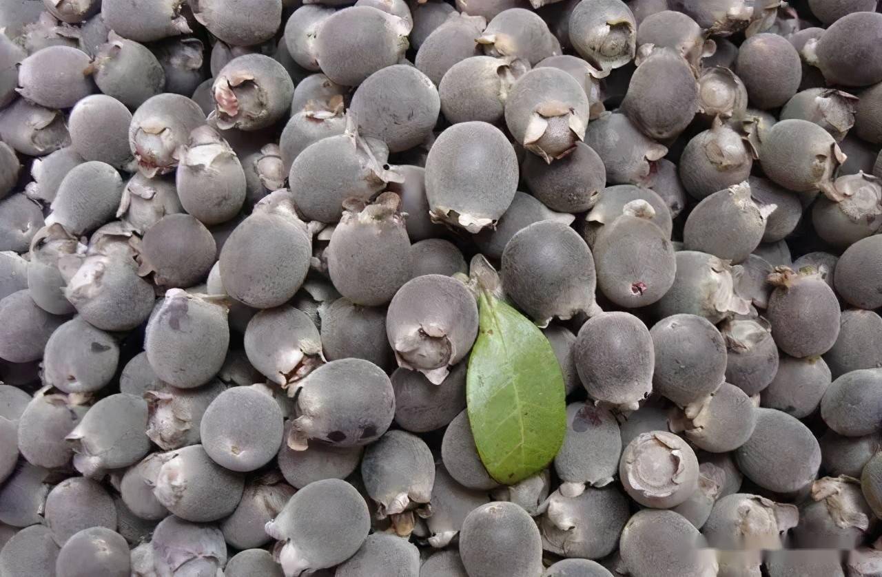 原先没人要的野果,现在成了"金豆豆","乌肚子"值钱了_果实