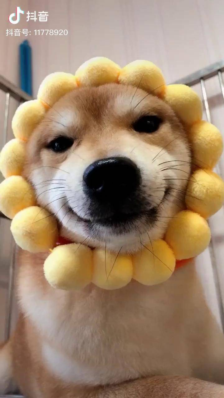 大鼻子头是真黑啊柴犬
