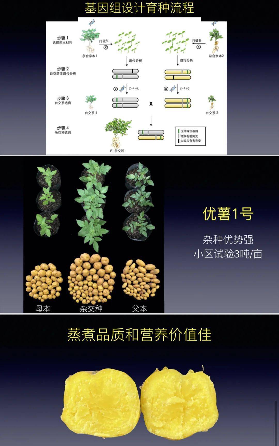 优薯1号种子图片