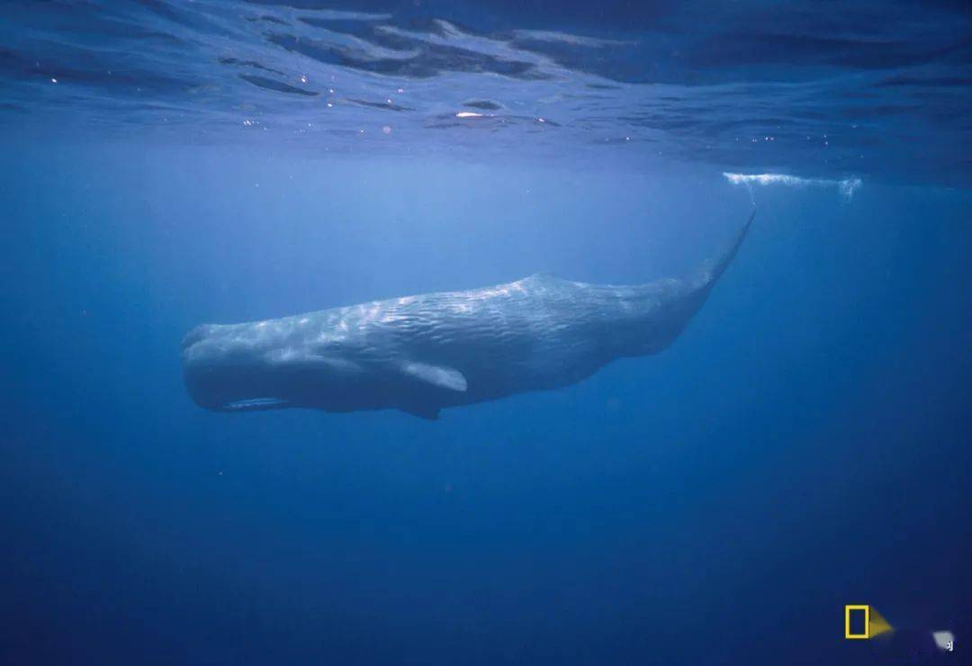 抹香鲸拥有极好的深潜技术,两个多小时换一次气,为已知潜水最深,潜水