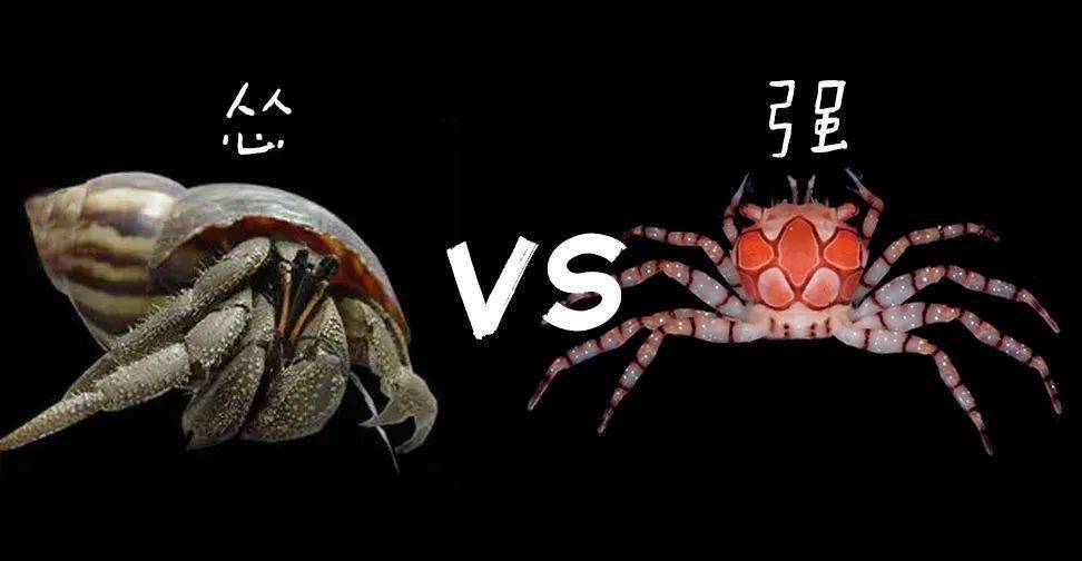 拳击蟹勇斗凶河豚