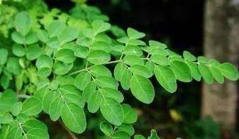 1种可以吃的树 它的籽卖1000元1斤 20天采收1次 农民早种早发财