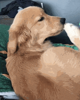 千万别再闻狗狗的脚了!!!_jio