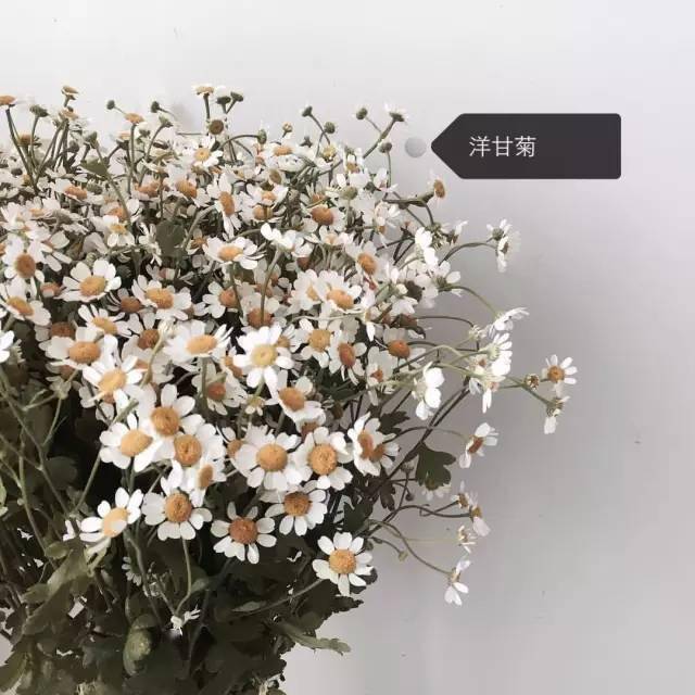 50种常见鲜花的花语大全扫盲贴6686体育官网(图2)