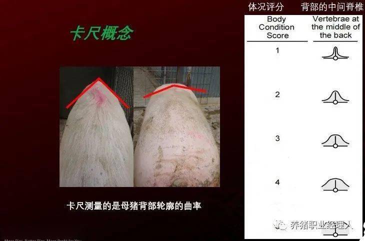 采用母猪卡尺来测量体况