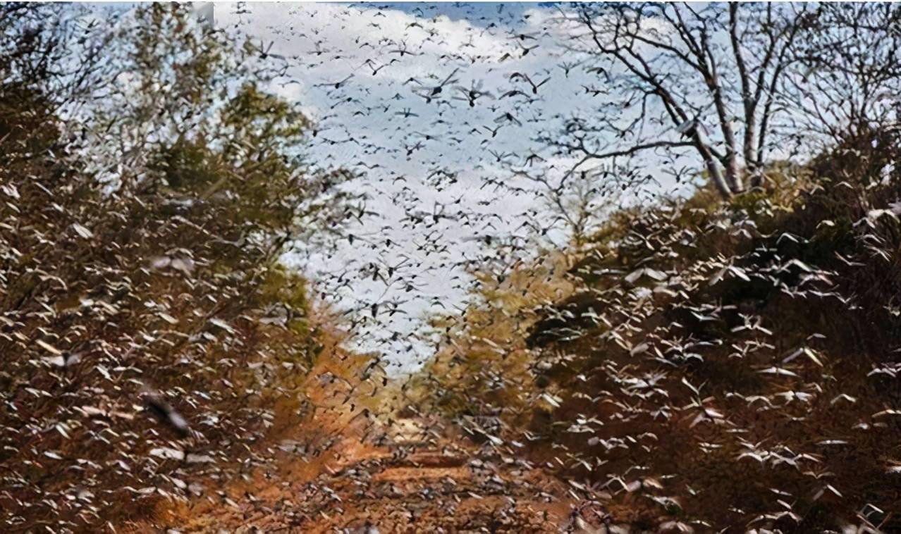 中国历史上灾害治理的成功范例：大唐王朝716年“姚崇治蝗”_搜狐网