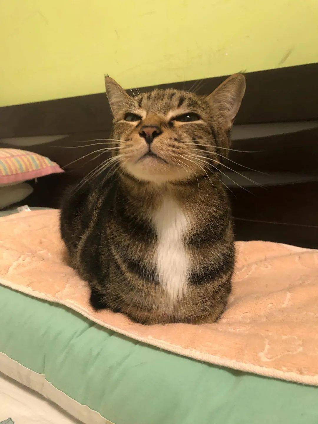 猫咪不仅霸占了枕头,还摆出一副很嚣张的样子