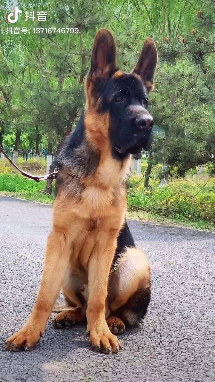 锤系德牧幼犬 德牧 犬 大型犬 宠物狗 狗狗 德国牧羊犬幼犬