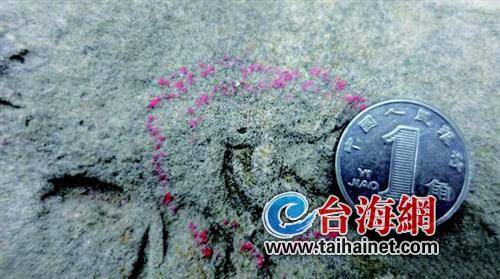 四川发现中国最小恐龙足迹