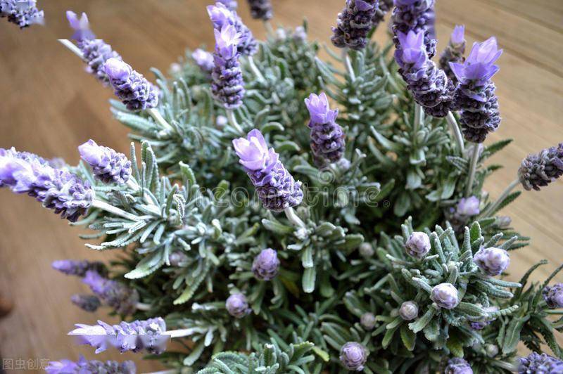 建议夏天蚊虫多种上6种驱蚊花草远离叮咬空气也能变清新