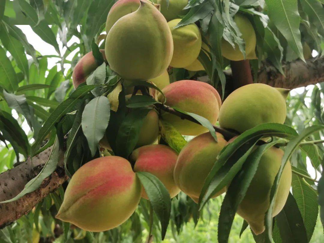 特价128元】2021年07月03日/04日,连平千亩鹰嘴桃成熟啦,果大肉嫩