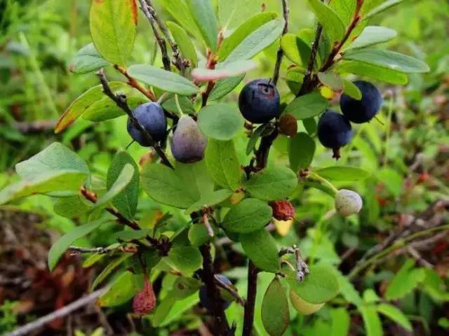 又见六月都柿花儿开