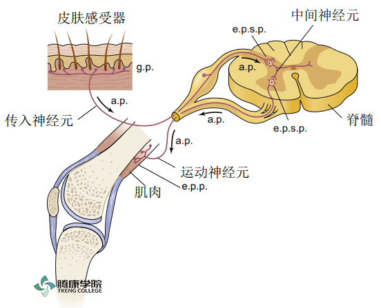 脊髓反射弧结构示意图图片