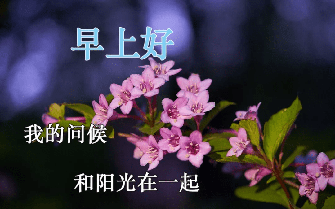 夏天最美鲜花早上好问候语温馨短句早上好鲜花祝福优美短句