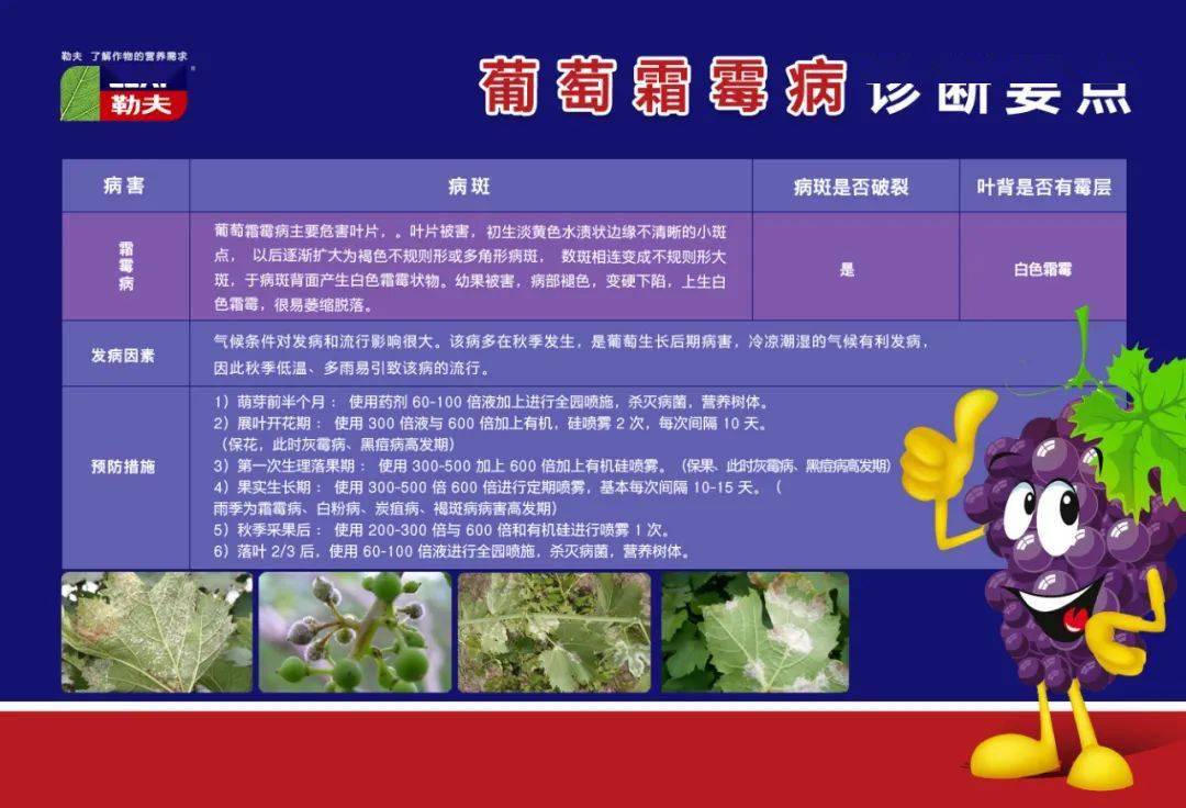 葡萄成熟期这样管理效益翻倍不是问题