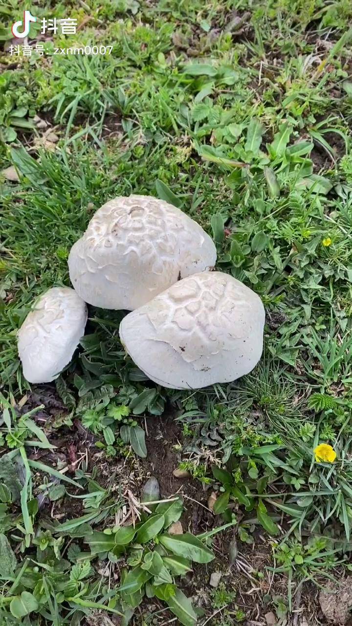 今天去放牧捡到雷打菌高兴野生菌藏牧人