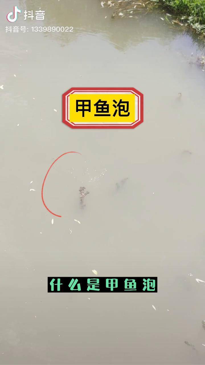 甲鱼泡详细解说甲鱼走泡甲鱼冒泡甲鱼泡泡甲鱼冒泡