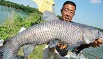 鱼多少钱1斤啊 01336afbda824bdcaeb6925ca7f307c7.jpeg