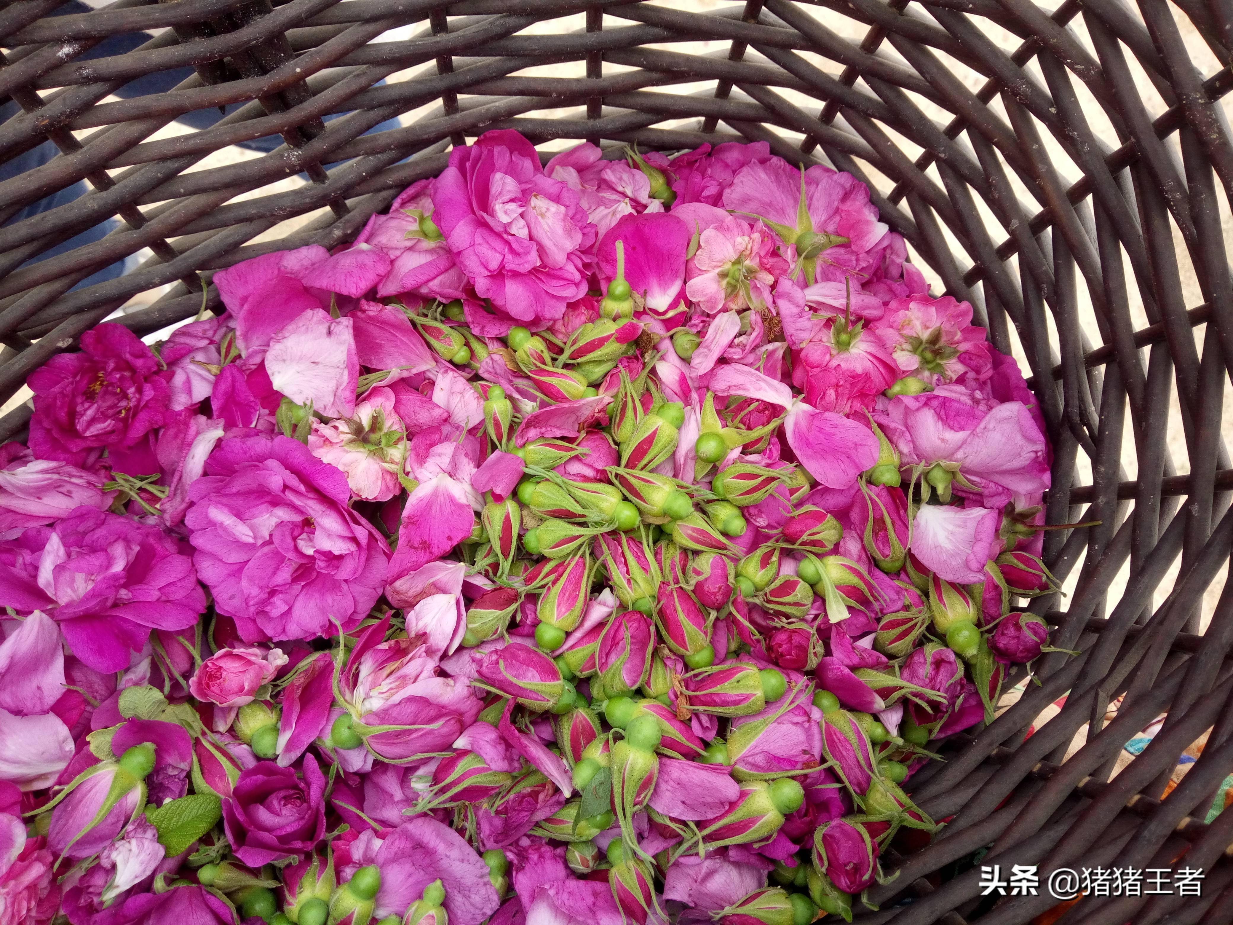 可食用的玫瑰花瓣采摘一些回家做成玫瑰花酱想吃就来吧