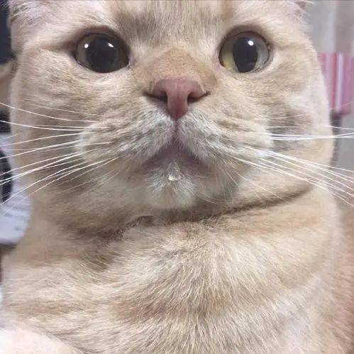 后颈|铲屎官养猫的坏习惯 ｜ 没错，说的就是你～