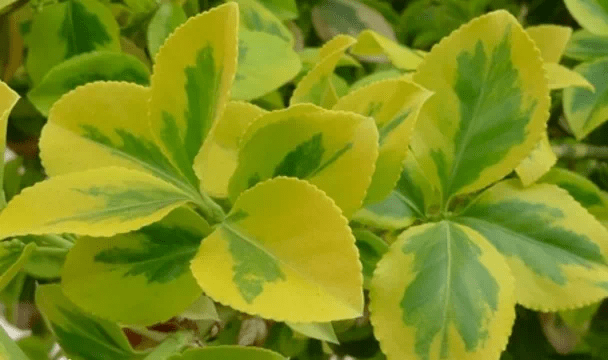 879d755c869a4b8fb5c93179564d0ca8.png