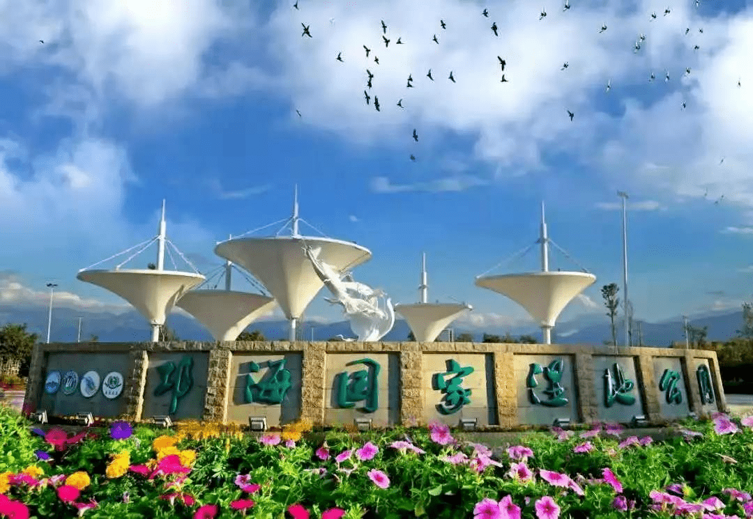 西昌邛海玫瑰花的故事图片