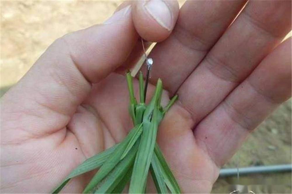 夏季钓草鱼用饵的三个变化钓底和钓浮要用不同的饵料类型