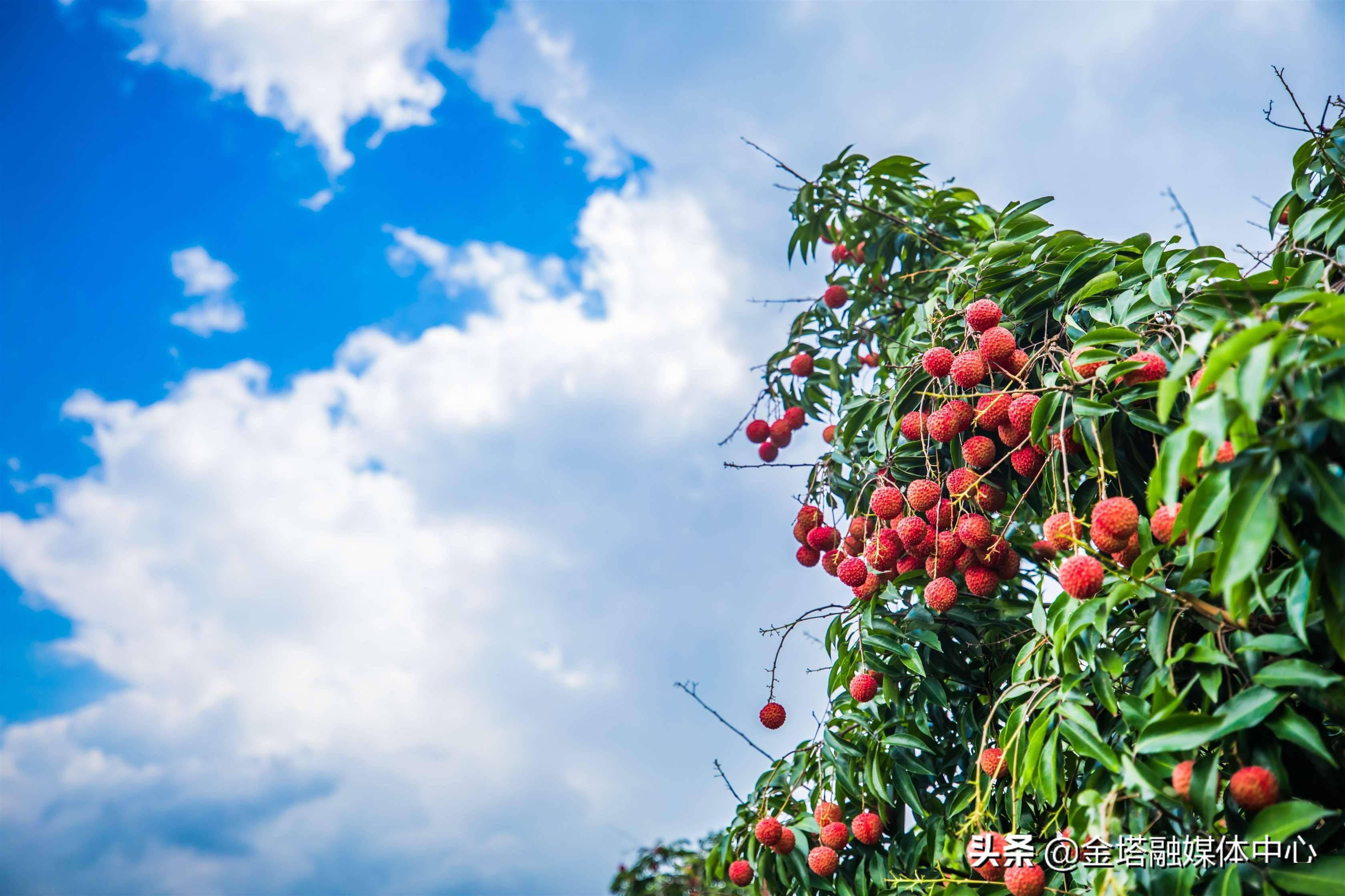 2021年以来,因雨量充沛,加上管理到位,祖立村的荔枝获得大丰收.
