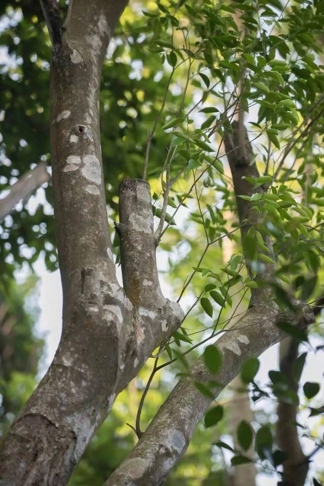 中山五桂山沉香我市首个地理标志商标