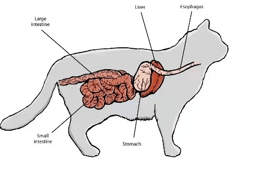 猫咪膀胱解剖图图片