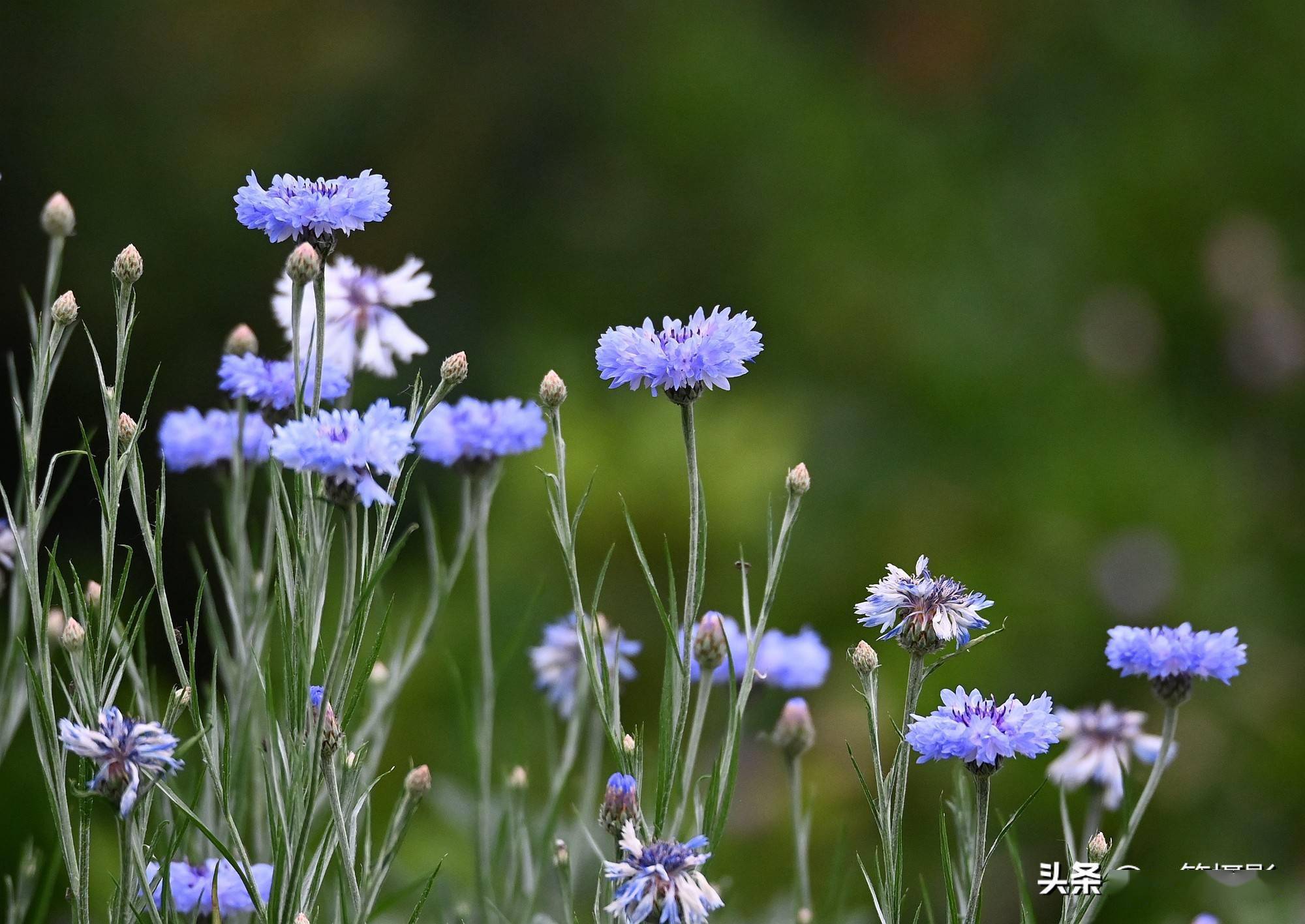 五月花——矢车菊