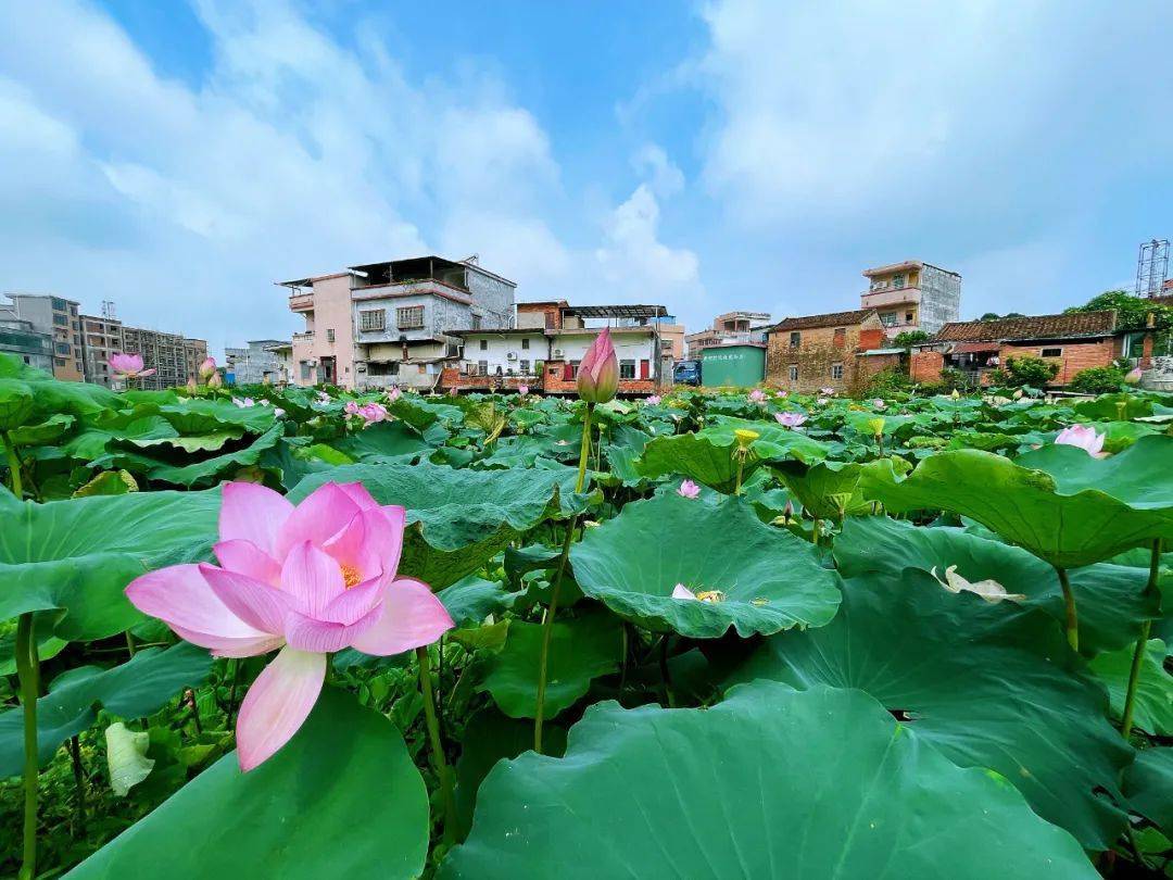 园洲镇新村村荷花美景绘就乡村振兴画卷
