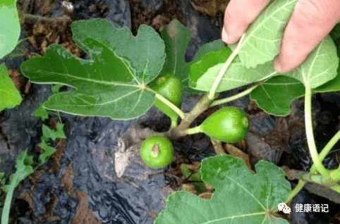 长在路边不起眼的叶子,拿来泡水喝,此5种好处,女人都会喜欢!