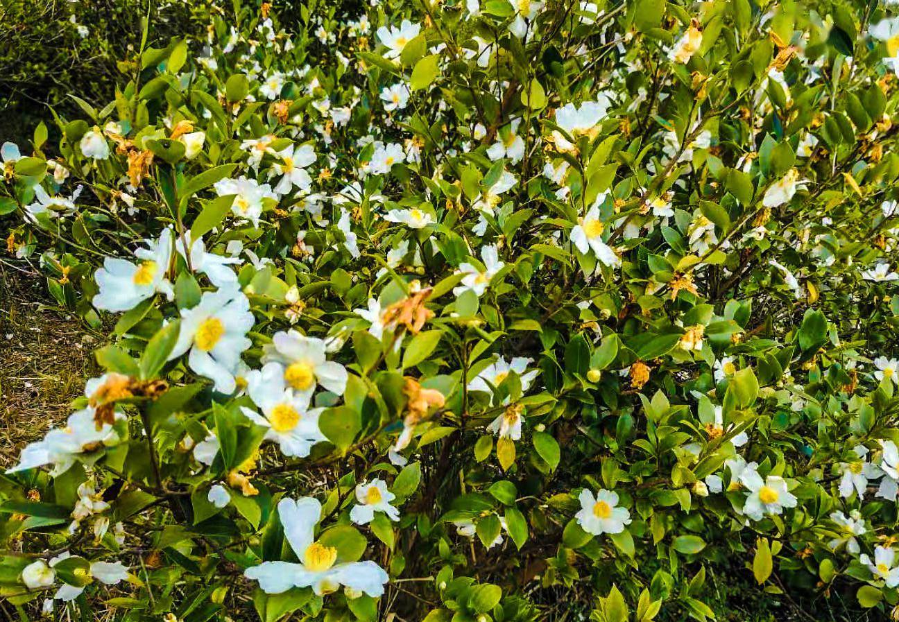 镇委书记黄祖胜告诉记者,近几年来当地因地制宜,广泛种植油茶树和花生