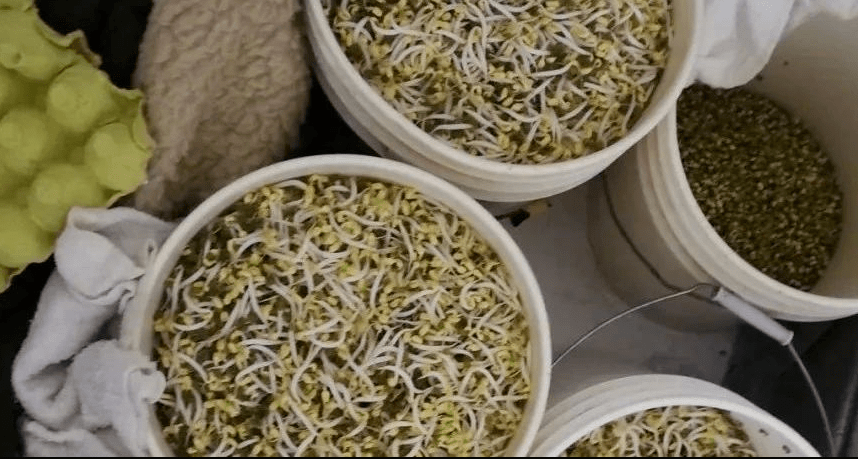 因为你有可能买到了"毒豆芽"那你可要注意几乎没有须根且卖相极佳但是