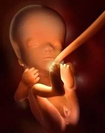 怀孕8个月胎儿图女婴图片