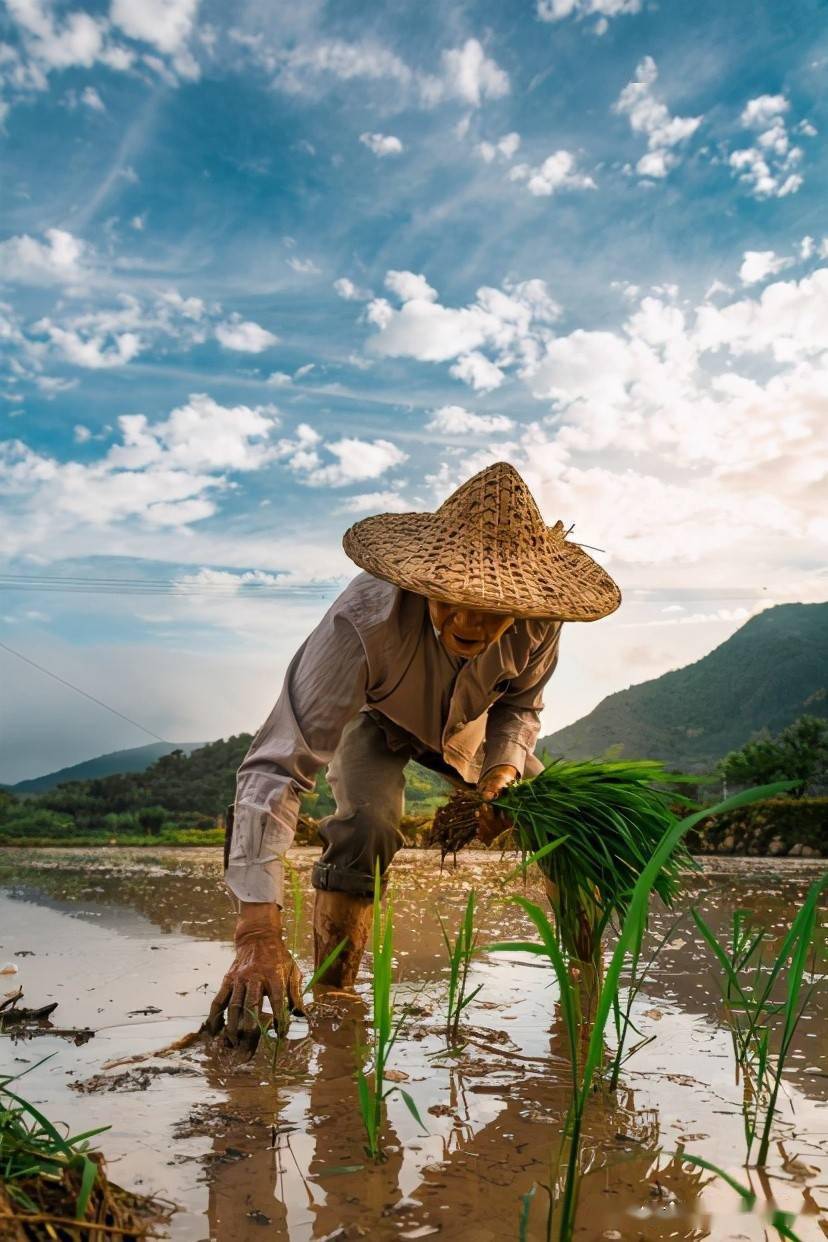 浙江台州仙居县农耕好时节稻田插秧忙
