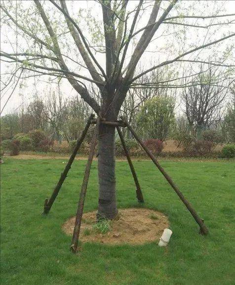 园林植保如何处理狂风暴雨后的倒伏大树