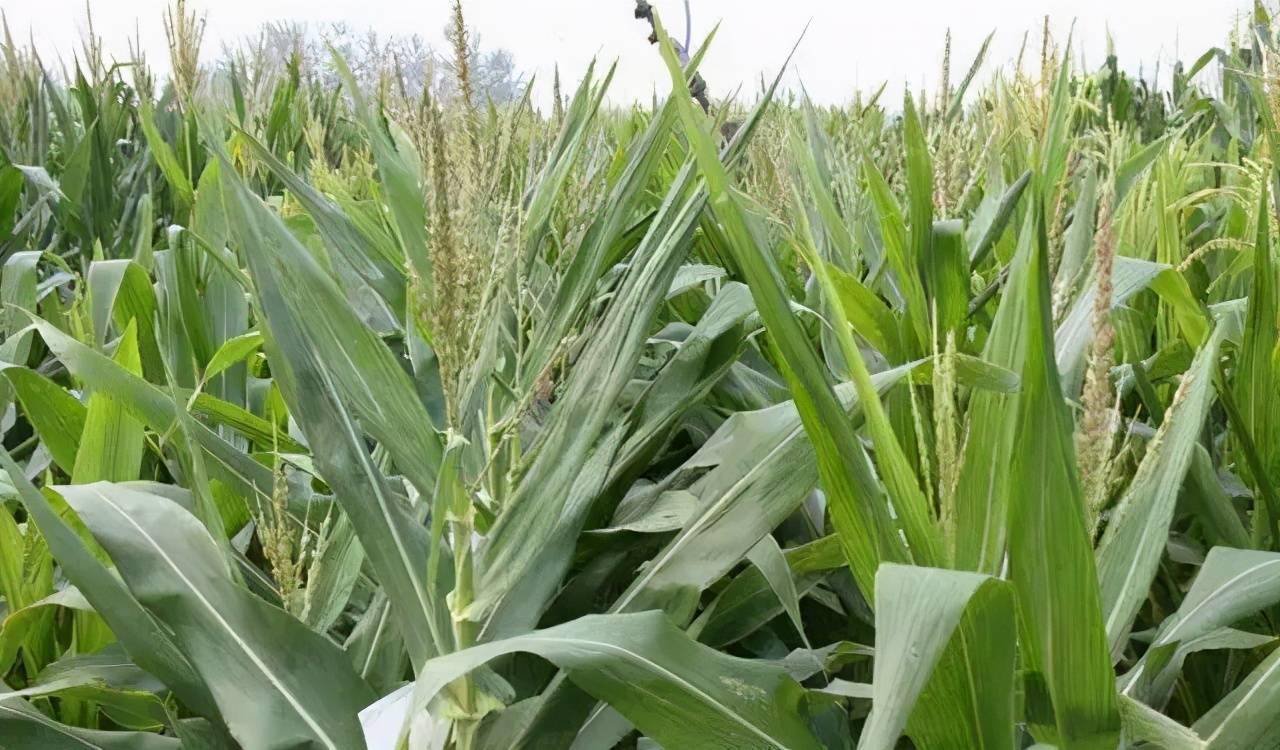 种植玉米,抽穗期时别忘了这4点管理,助你促高产