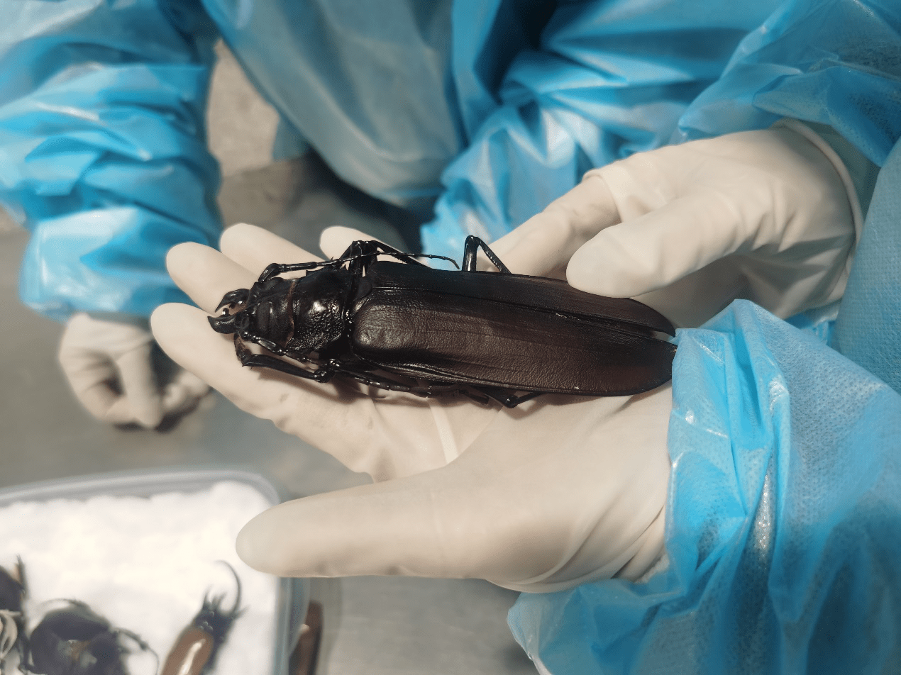 北京海关所属邮局海关截获的泰坦大天牛标本.北京海关供图