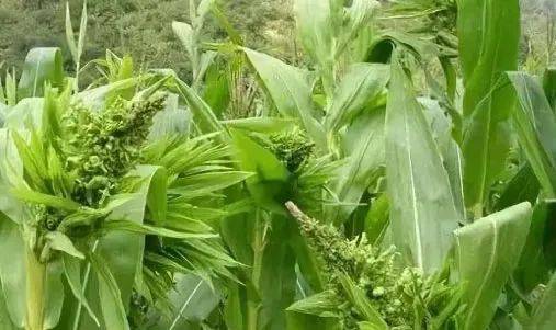 玉米感染疯顶病减产非常严重究竟怎么防控