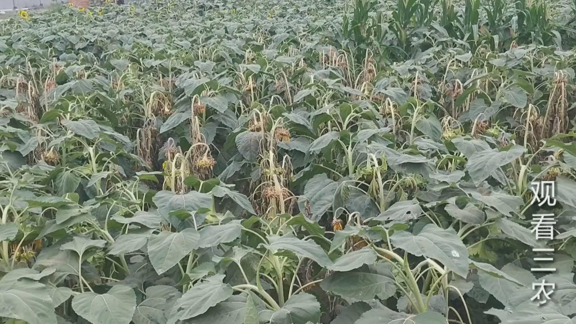 这油葵一片一片都死了,这是什么病害?给个指点