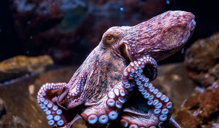 慎入韩国惊现32条腿异形章鱼网友日本核污染后的产物