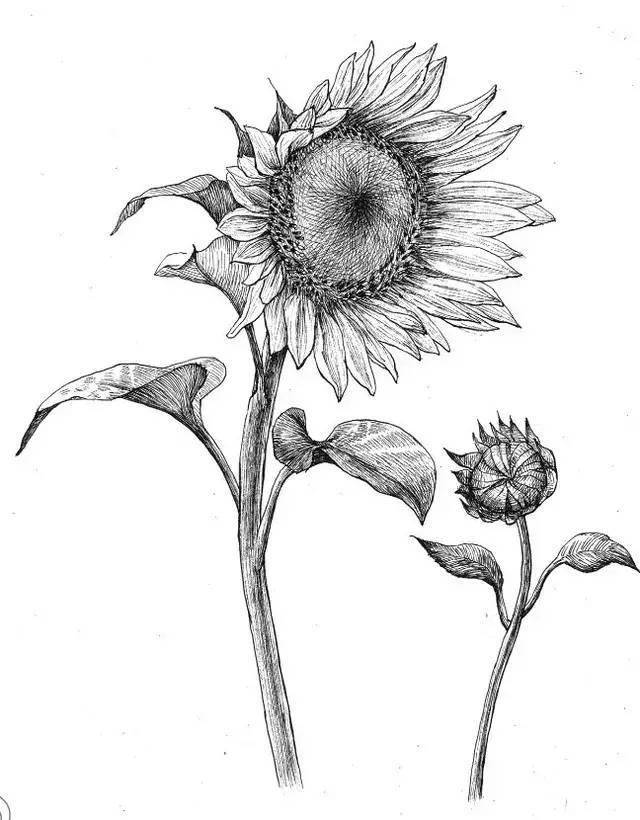70种针管笔花卉线稿,速度收藏!_绘画
