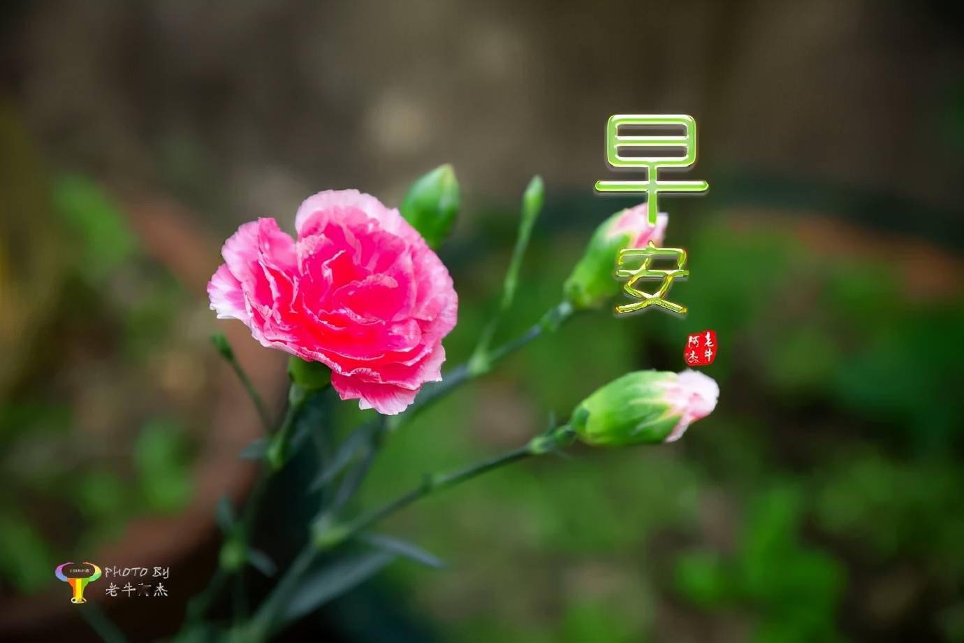 我的祝福早早来到愿你拥有一天好心情早上好