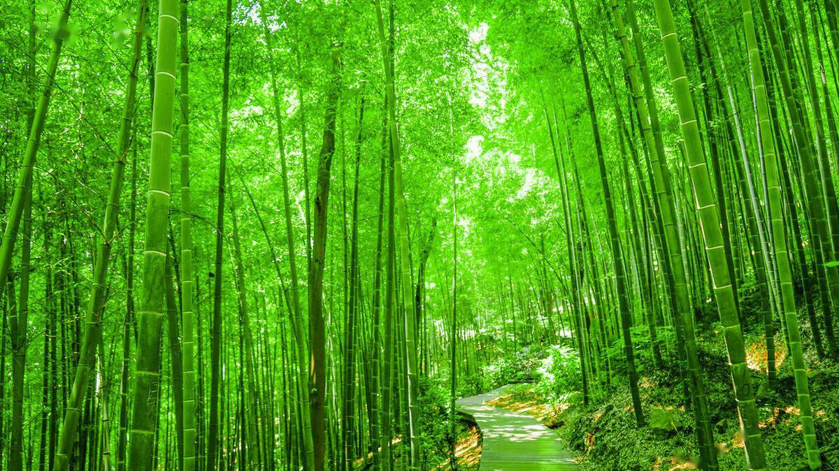 最美的竹林山水图片图片