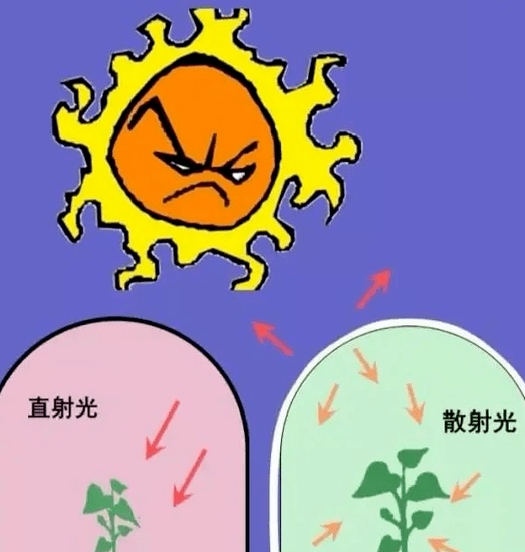 遮阳降温剂可将进入温室的直射光转变为散射光,散射光不仅可以让温
